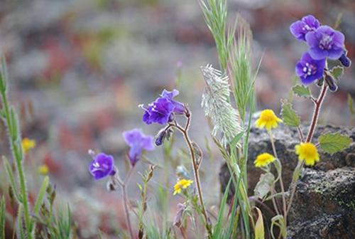 Wildflowers